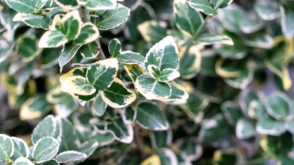 Euonymus fortunei Emerald Gaiety arbusto sempreverde con fogliame verde bordato di bianco in giardino