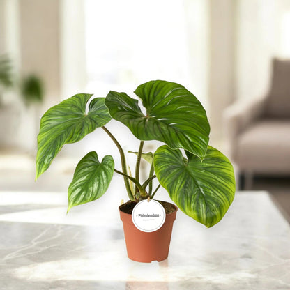 Philodendron 'Plowmanii'