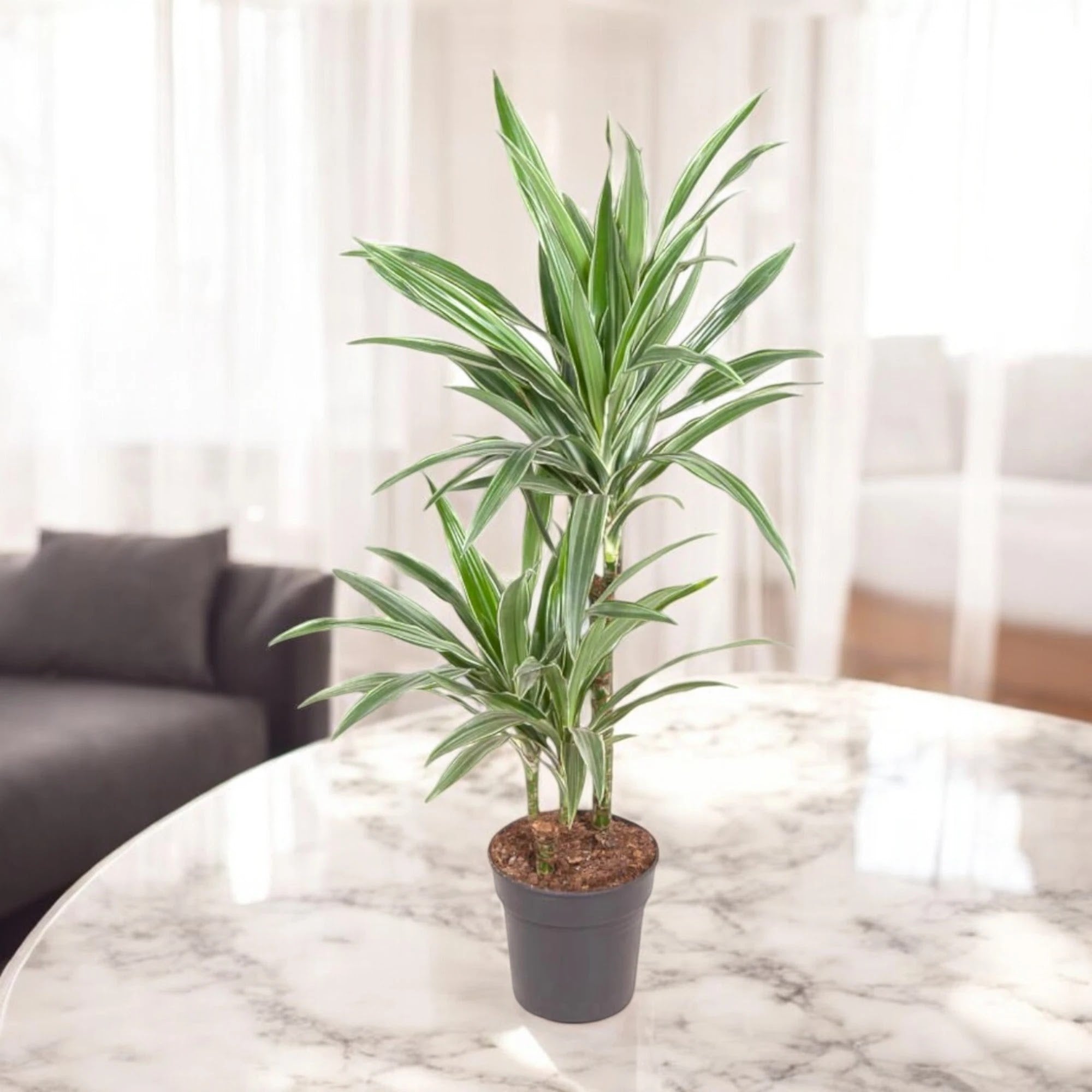 Dracaena fragrans 'Warneckei'