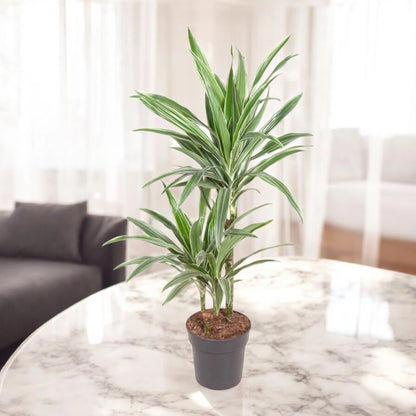 Dracaena fragrans 'Warneckei'