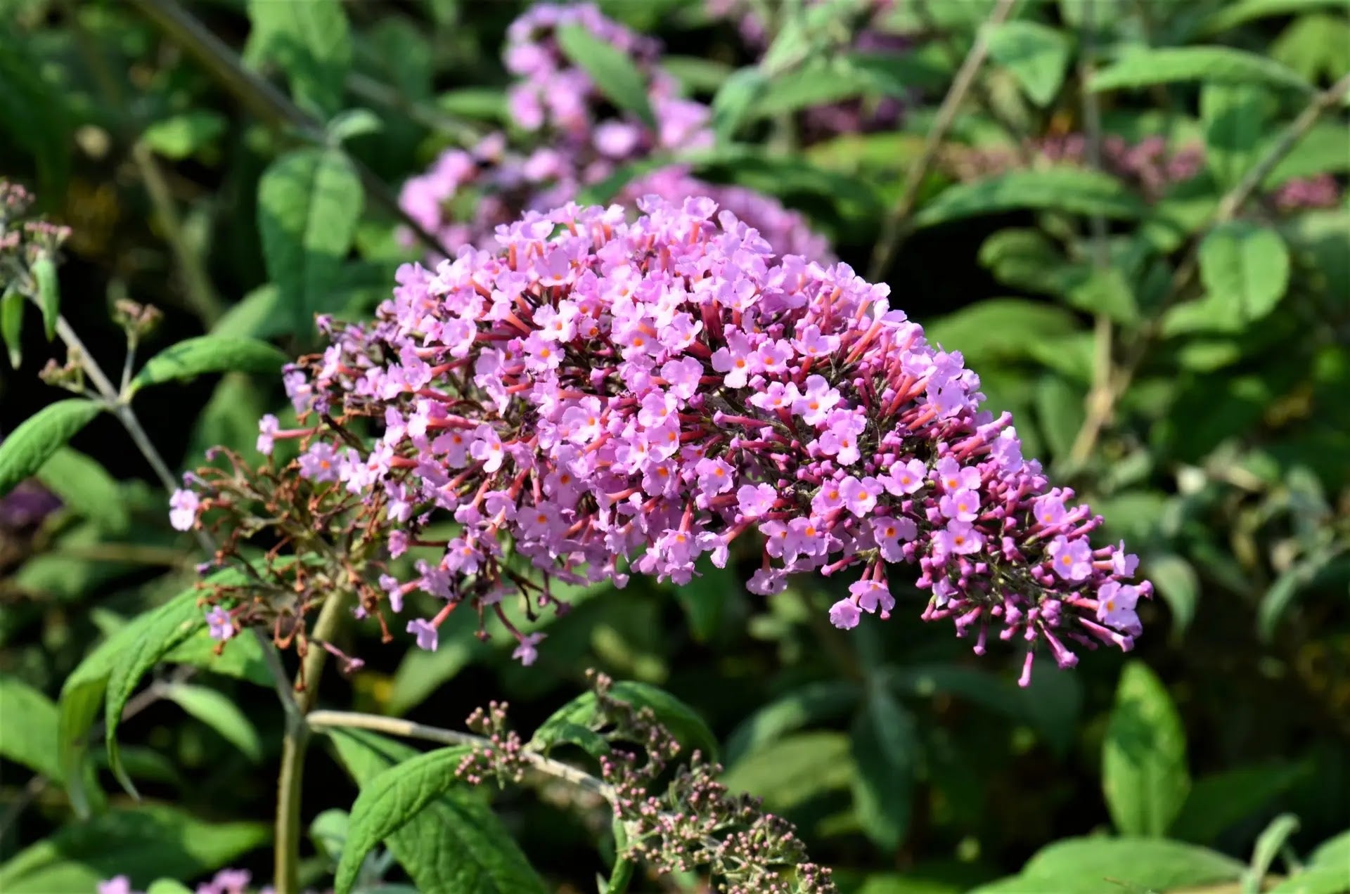 Buddleja davidii Pink Delight arbusto fiorito con pannocchie rosa-violacee in giardino naturalistico