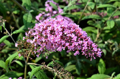 Buddleja davidii Pink Delight arbusto fiorito con pannocchie rosa-violacee in giardino naturalistico