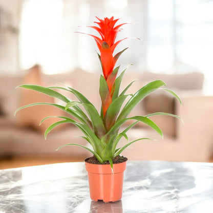 Guzmania 'Calypso'