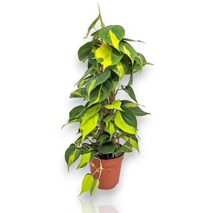 Philodendron scandens