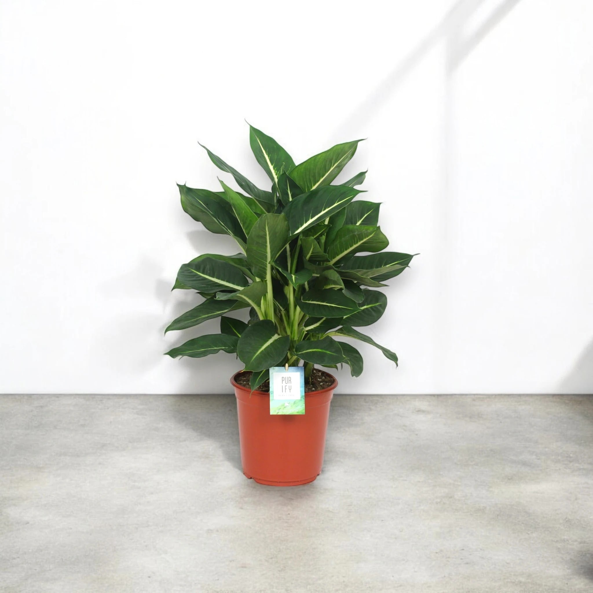Dieffenbachia 'Green magic'
