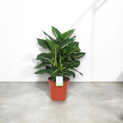 Dieffenbachia 'Green magic'