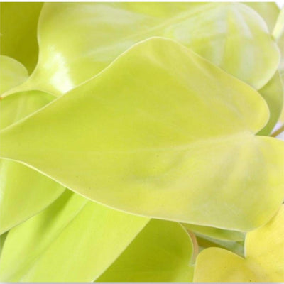 Philodendron scandens 'Lemon lime'