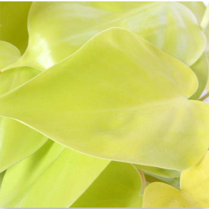 Philodendron scandens 'Lemon lime'