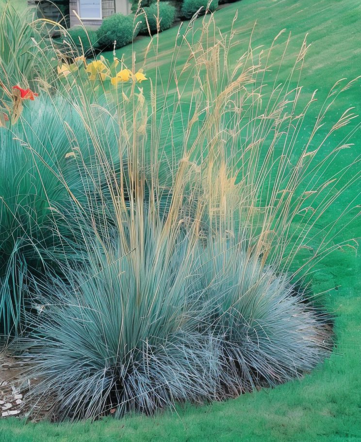Helictotrichon sempervirens con densi ciuffi di foglie blu-argentate in giardino roccioso