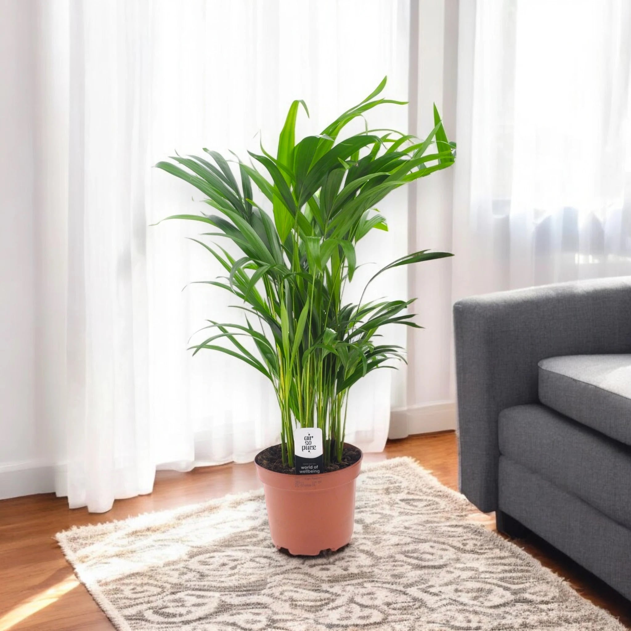 Areca - Dypsis lutescens