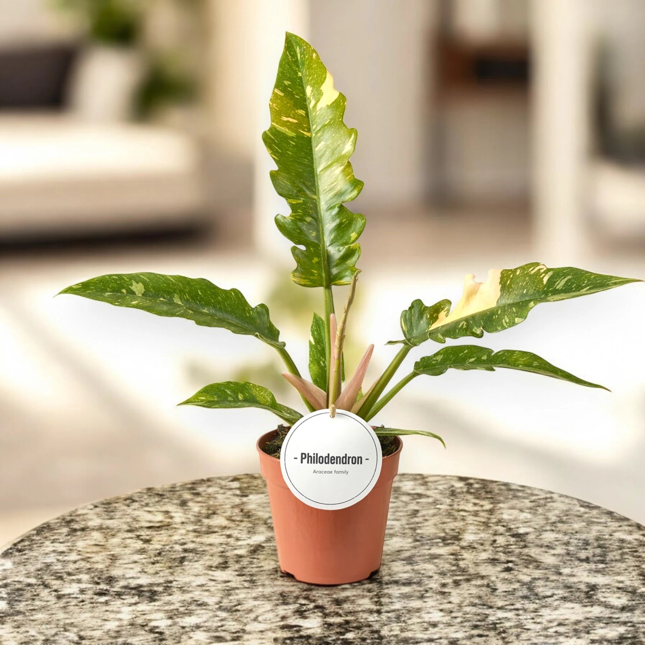 Philodendron ring of Fire