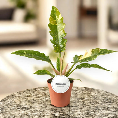 Philodendron ring of Fire