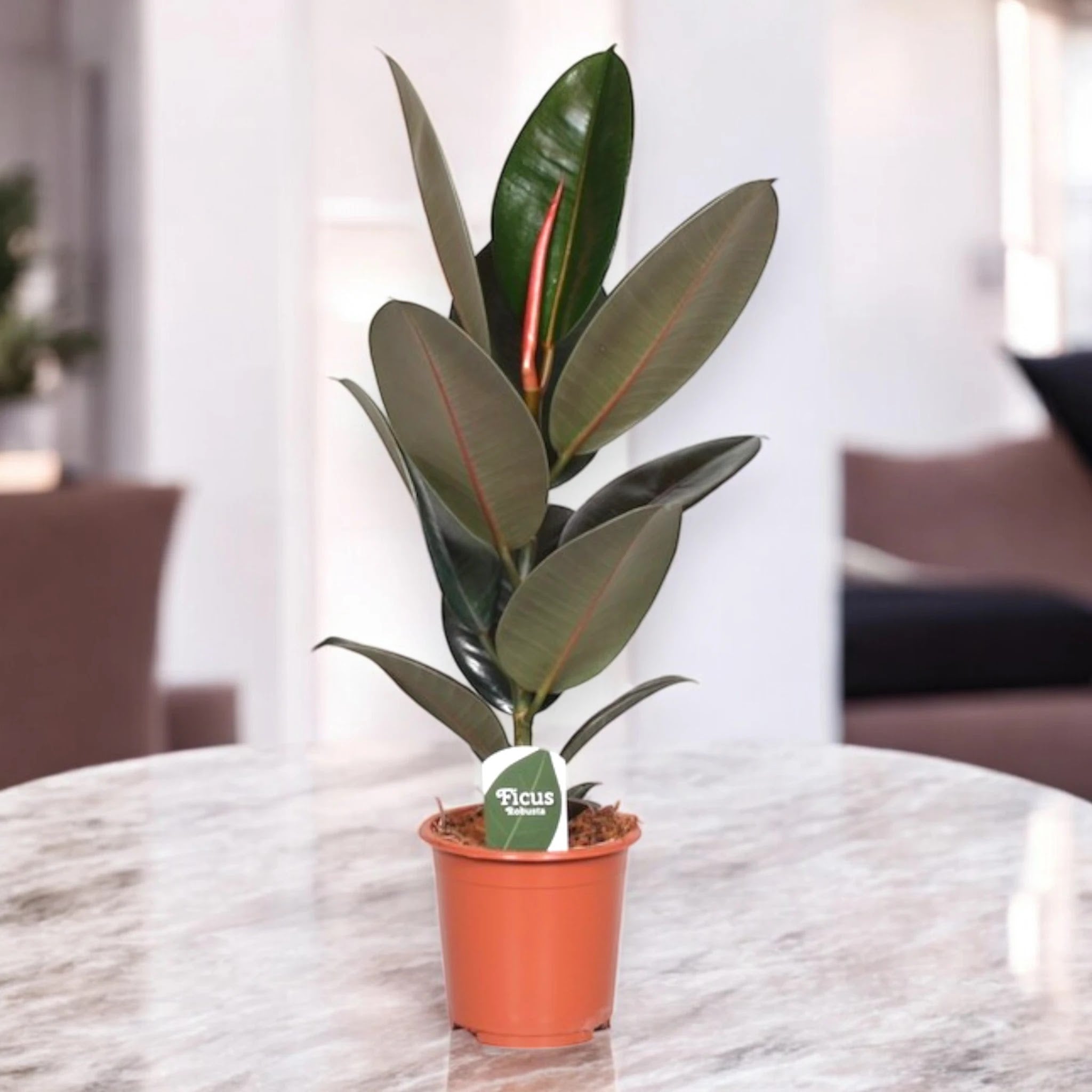 Ficus elastica 'Abidjan'