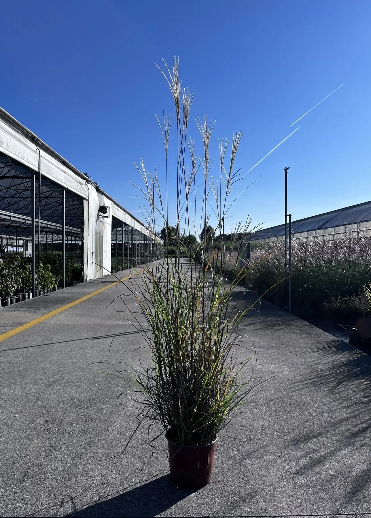 Dettaglio delle foglie zebre di Miscanthus sinensis Zebrinus con bande trasversali crema