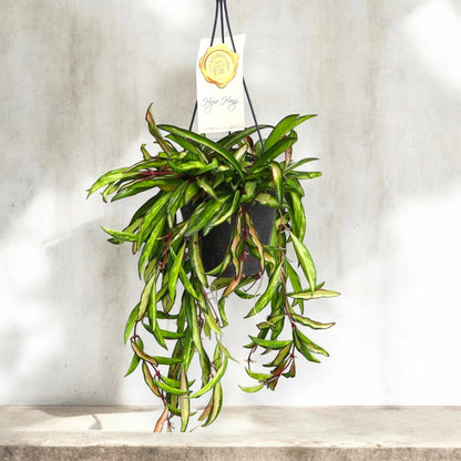 Dettaglio foglie allungate Hoya wayetii Tricolor variegatura rosa crema verde