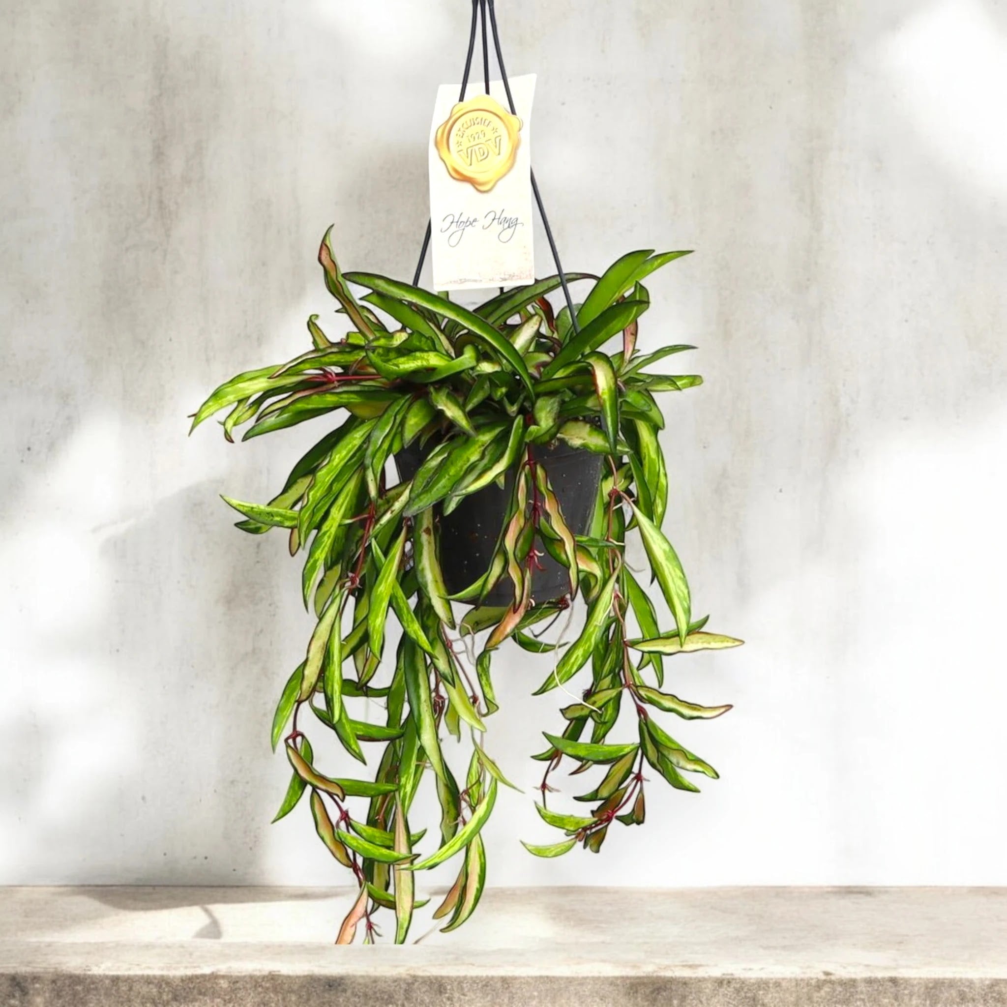 Dettaglio foglie allungate Hoya wayetii Tricolor variegatura rosa crema verde