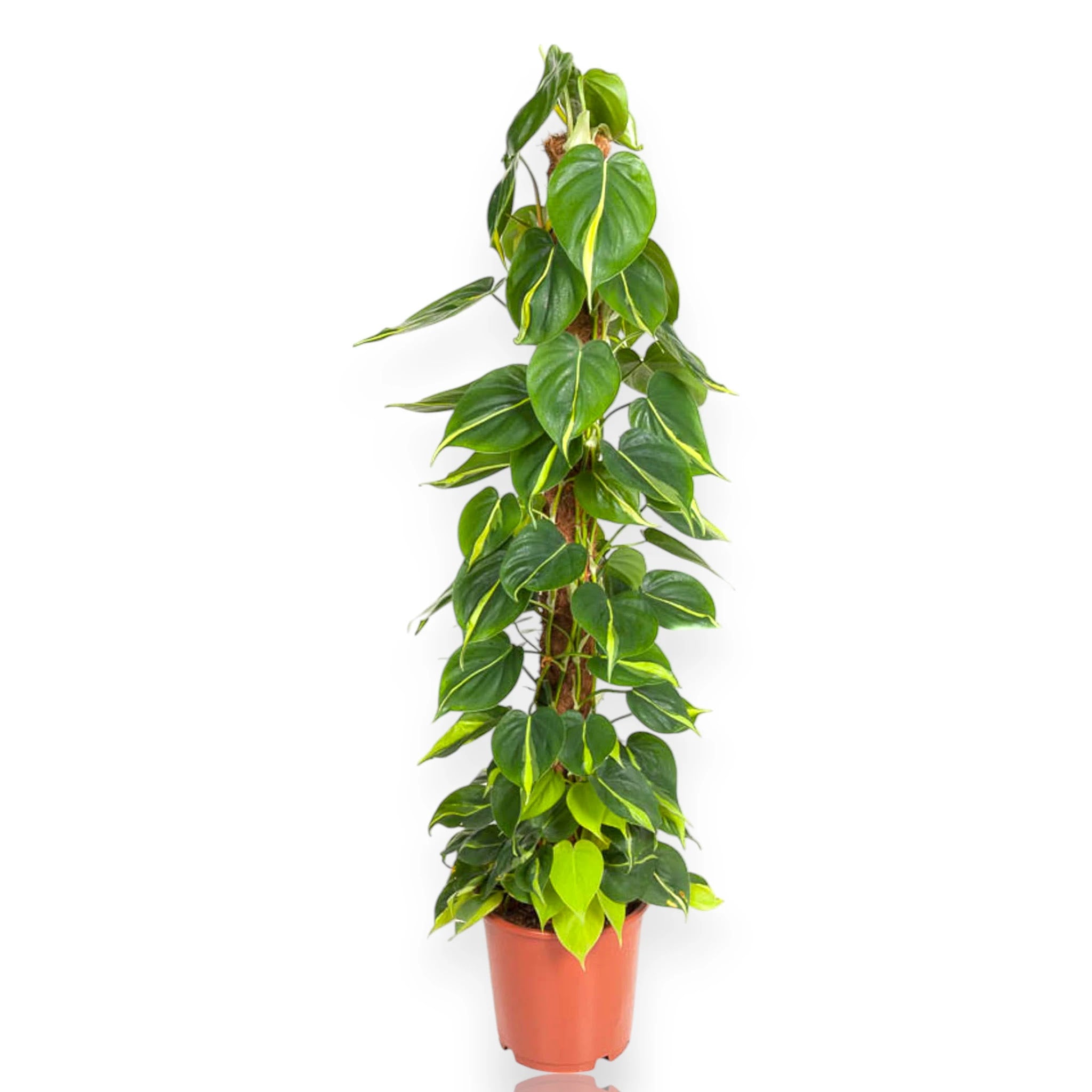 Philodendron scandens 'Brasil'