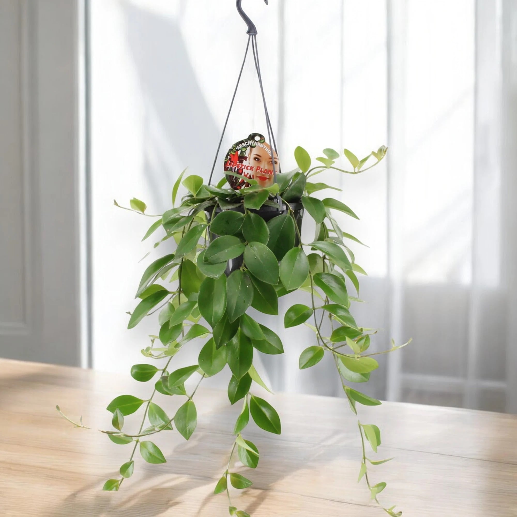Aeschynanthus 'Mona Lisa'