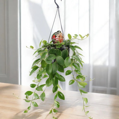Aeschynanthus 'Mona Lisa'