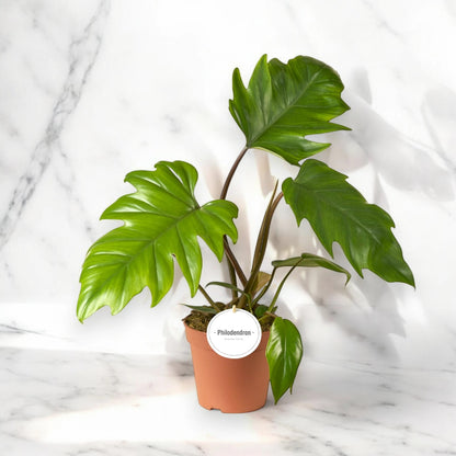Dettaglio foglia palmata profondamente lobata di Philodendron Mayoi con nervature evidenti