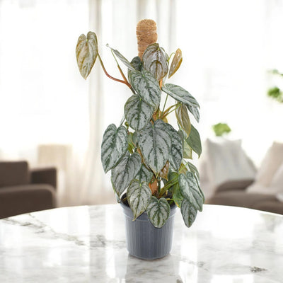 Philodendron brandtianum