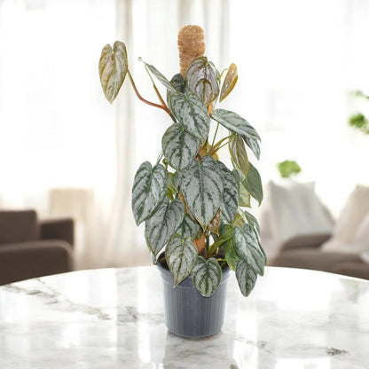 Philodendron brandtianum