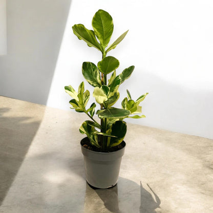 Clusia rosea 'White Star'
