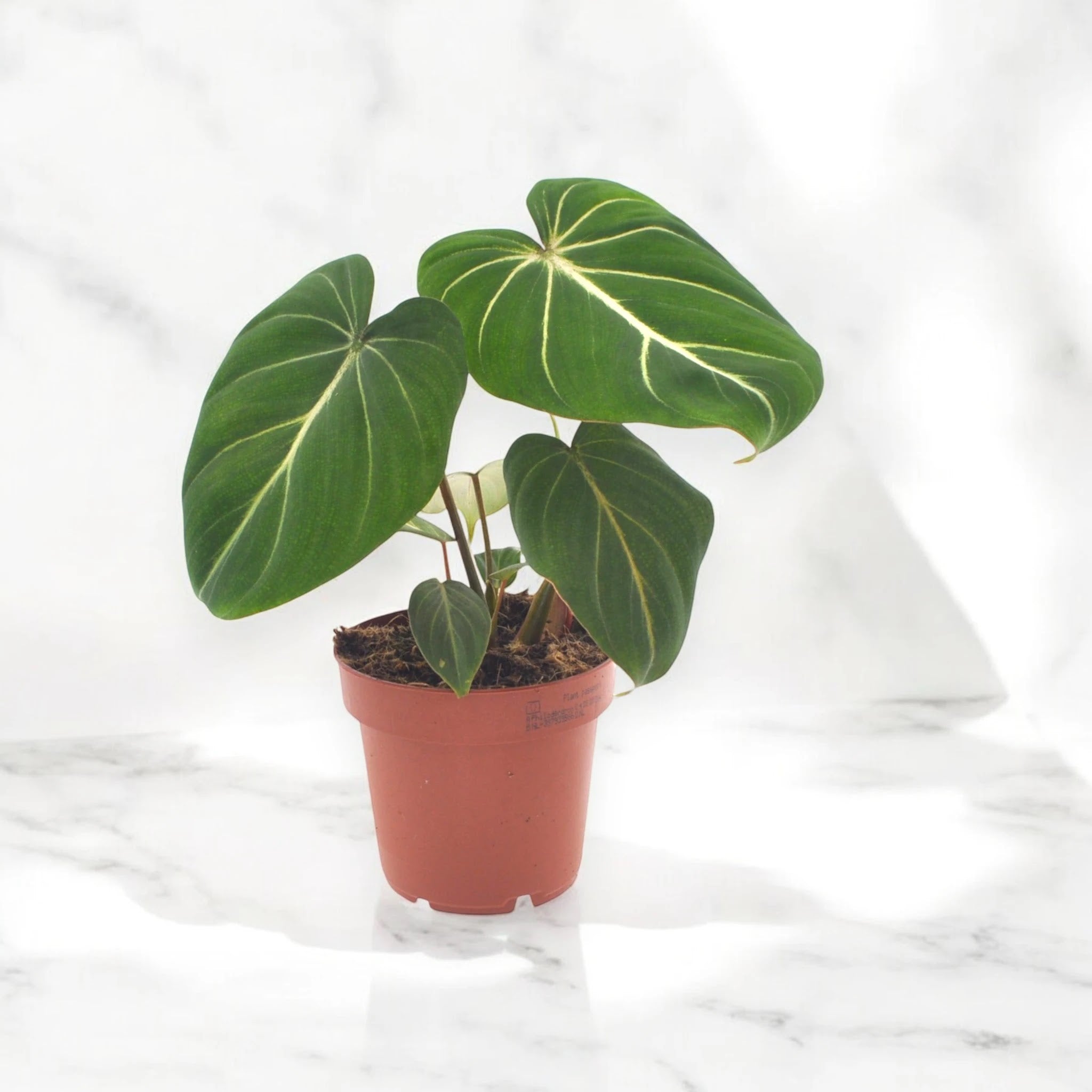 Philodendron gloriosum