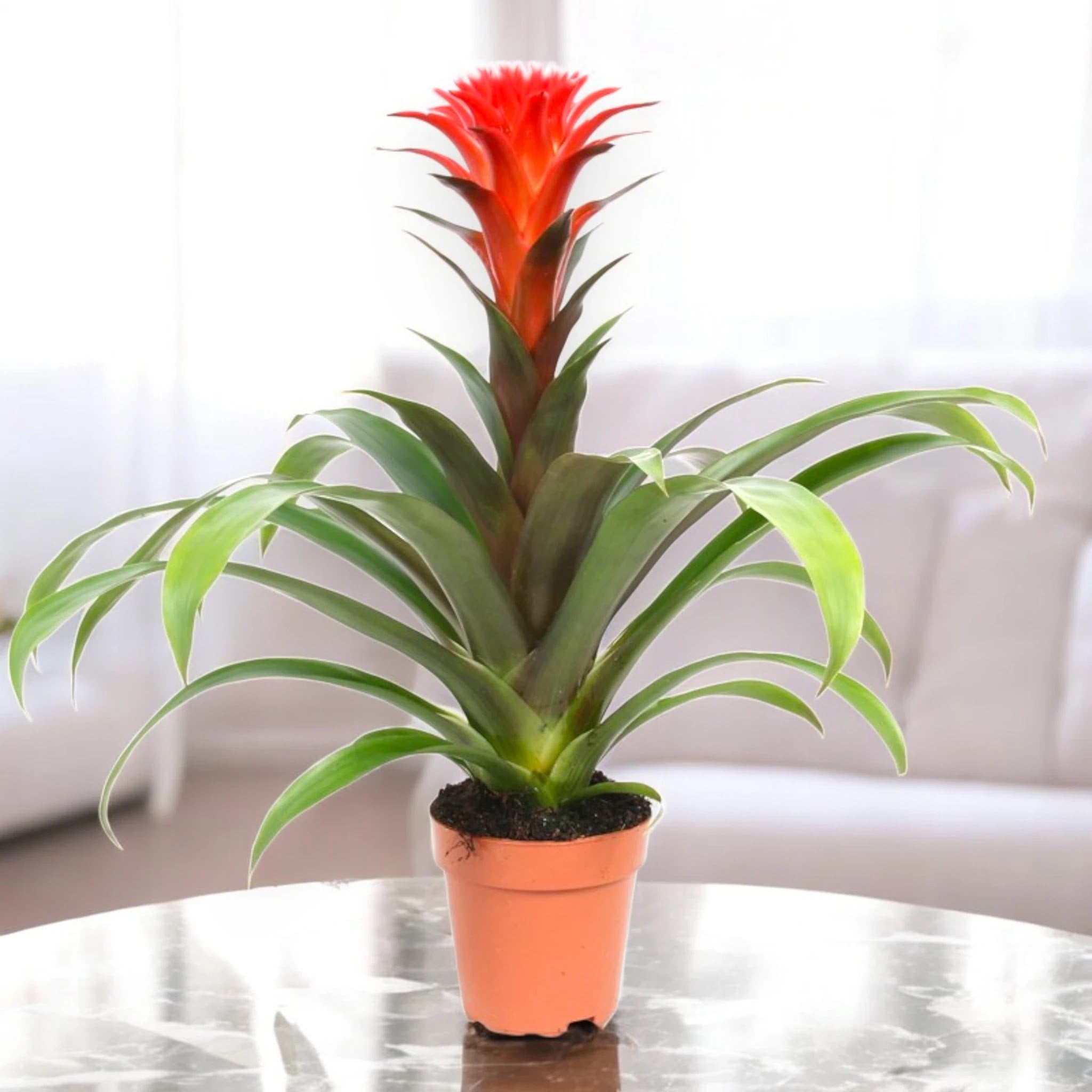 Guzmania 'Hope'