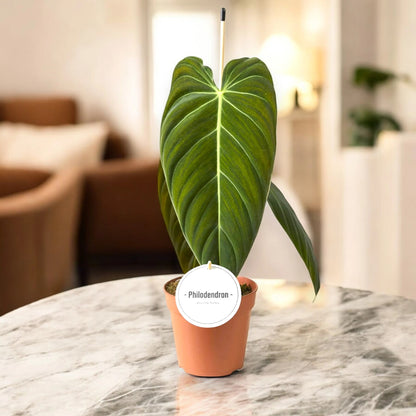 Dettaglio foglia vellutata di Philodendron melanochrysum con riflessi metallici dorati