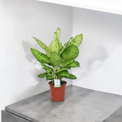 Dieffenbachia 'White Amazon'