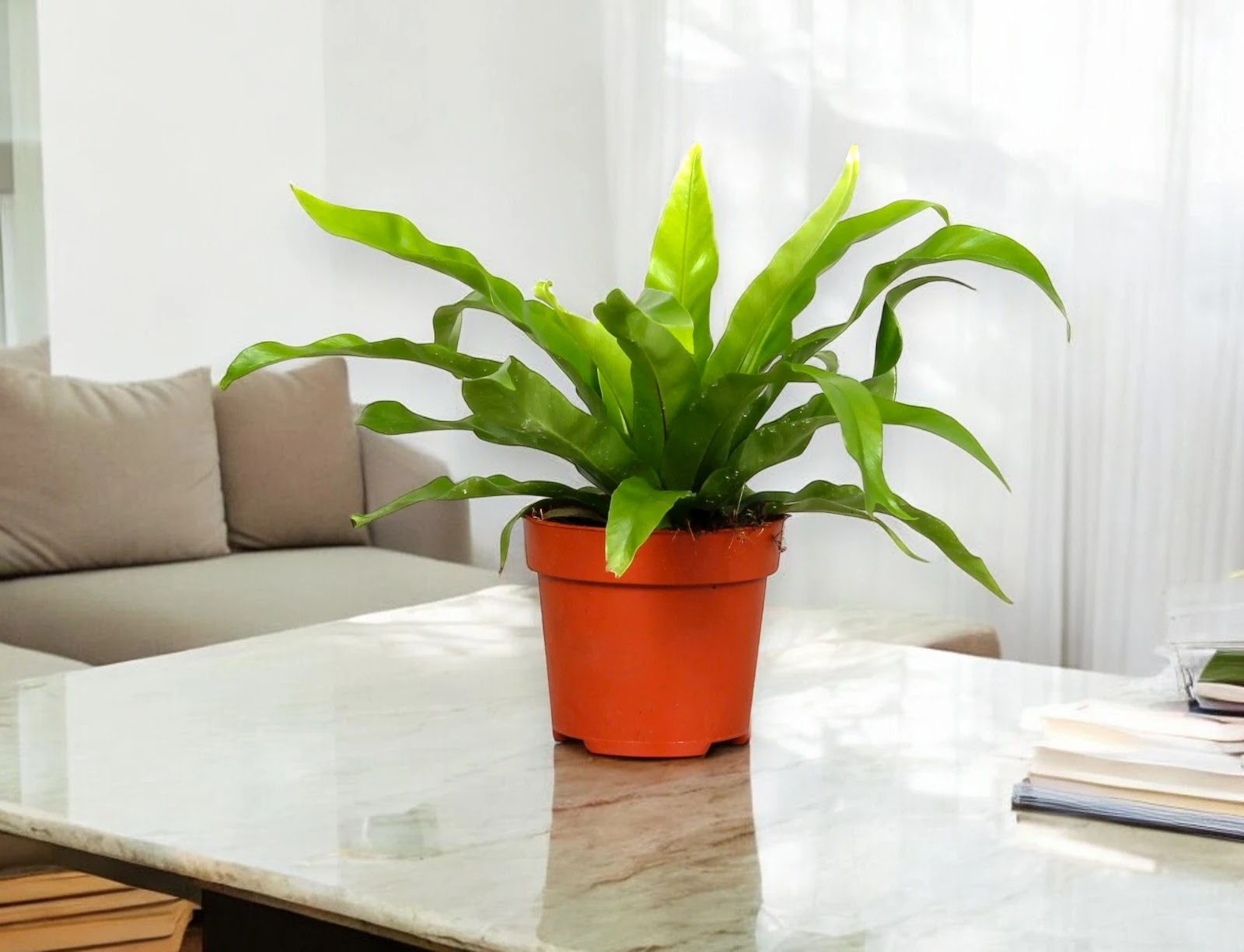 Asplenium antiquum
