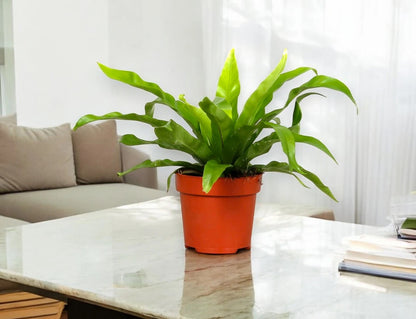 Asplenium antiquum