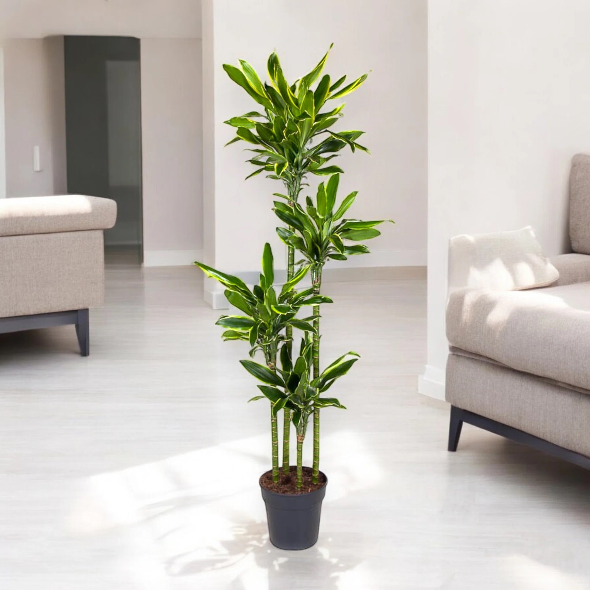 Dracaena fragrans 'Golden coast'