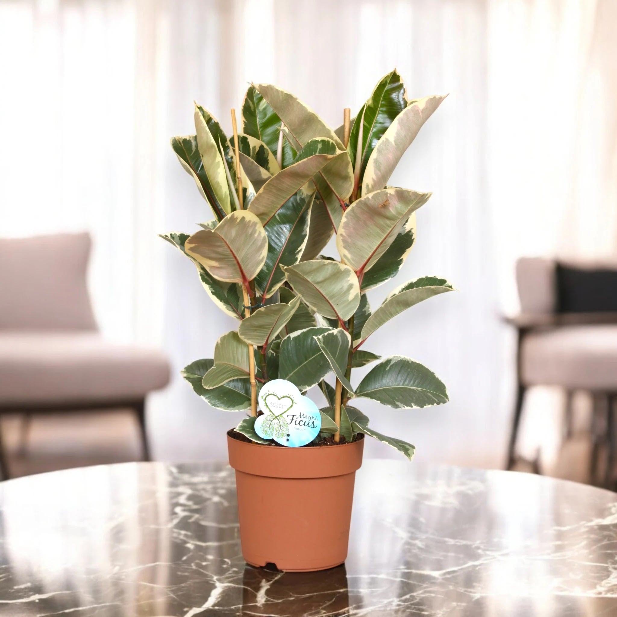 Ficus elastica 'Tineke'