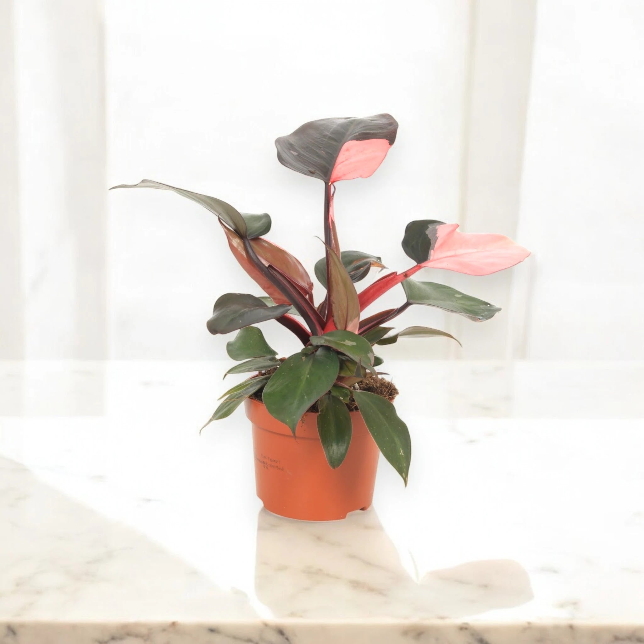 Philodendron 'Pink Princess'