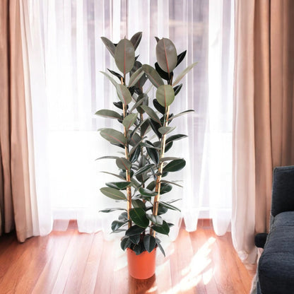 Ficus elastica 'Abidjan'