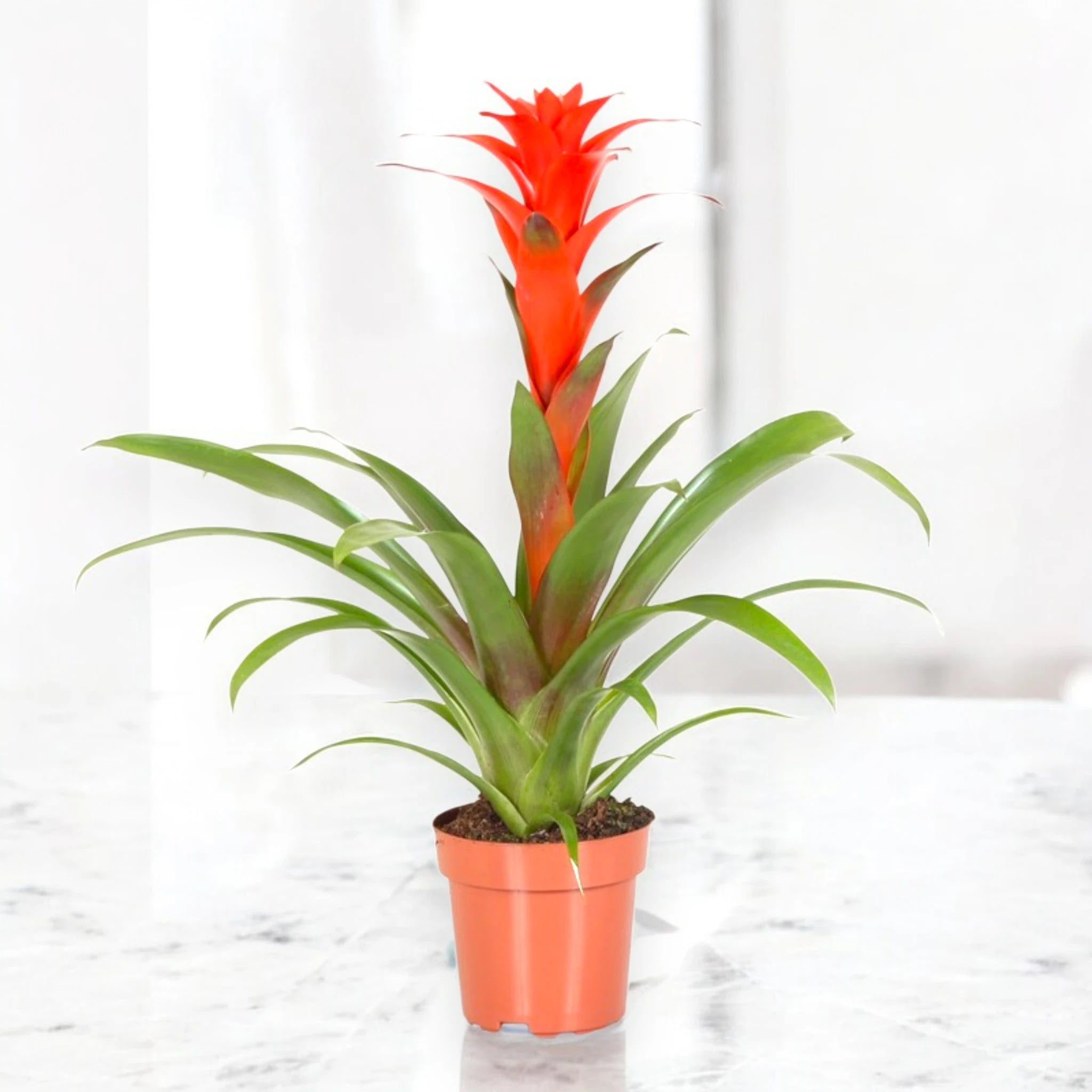 Guzmania 'Calypso'