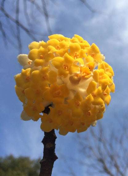 Edgeworthia chrysantha arbusto deciduo con portamento arrotondato e rami flessibili in giardino