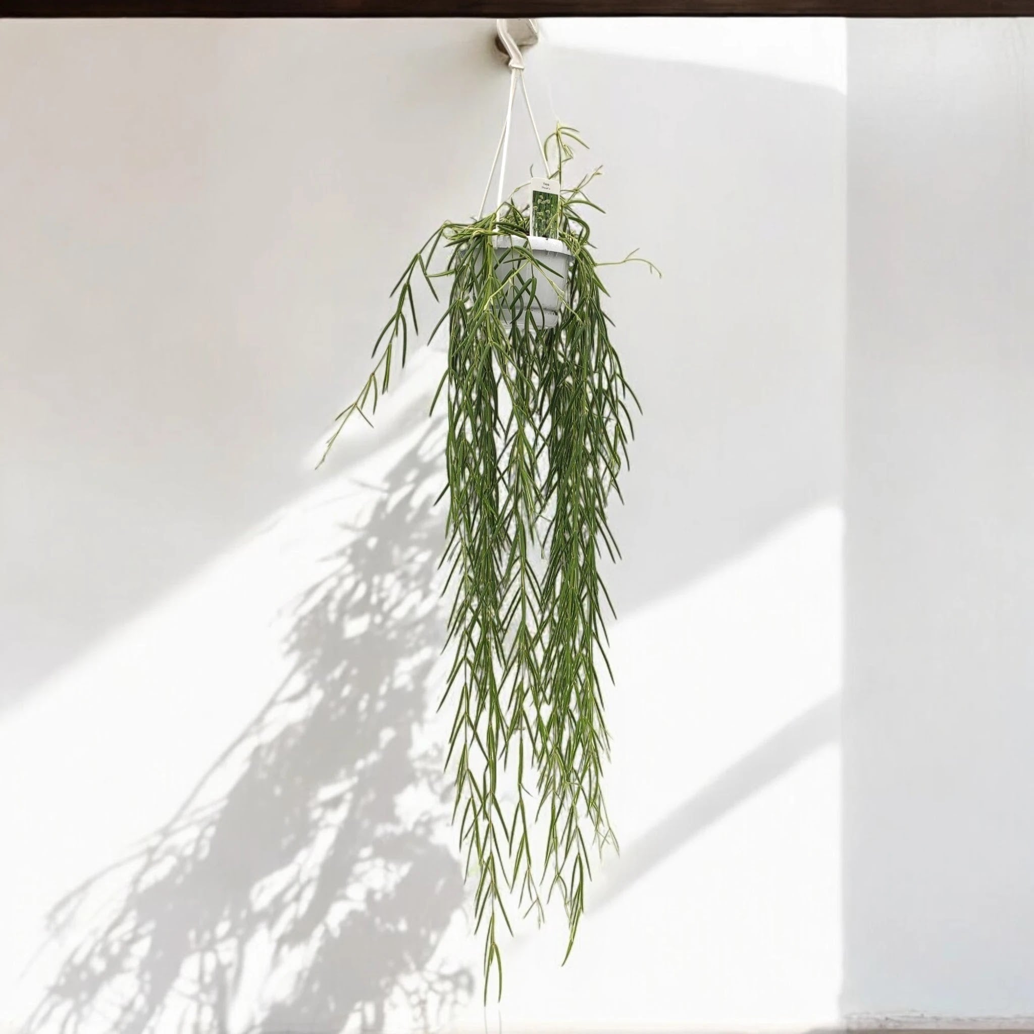 Hoya linearis