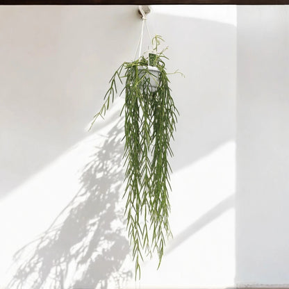 Hoya linearis
