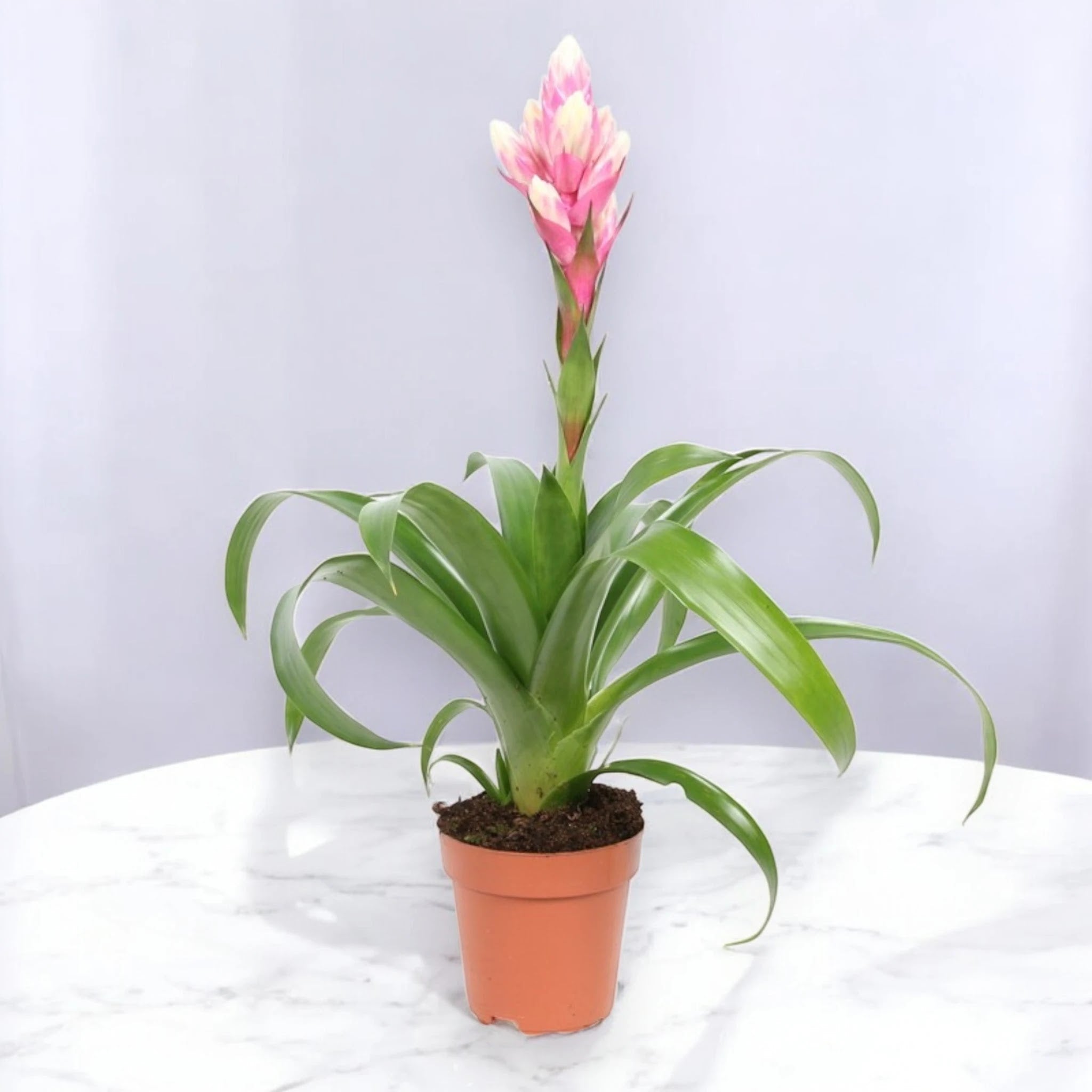 Guzmania 'Candy'