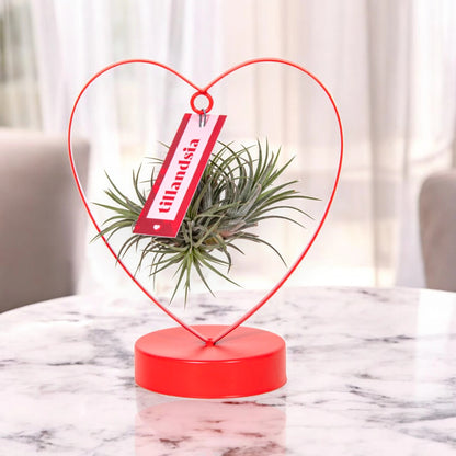 Tillandsia 'Heart'