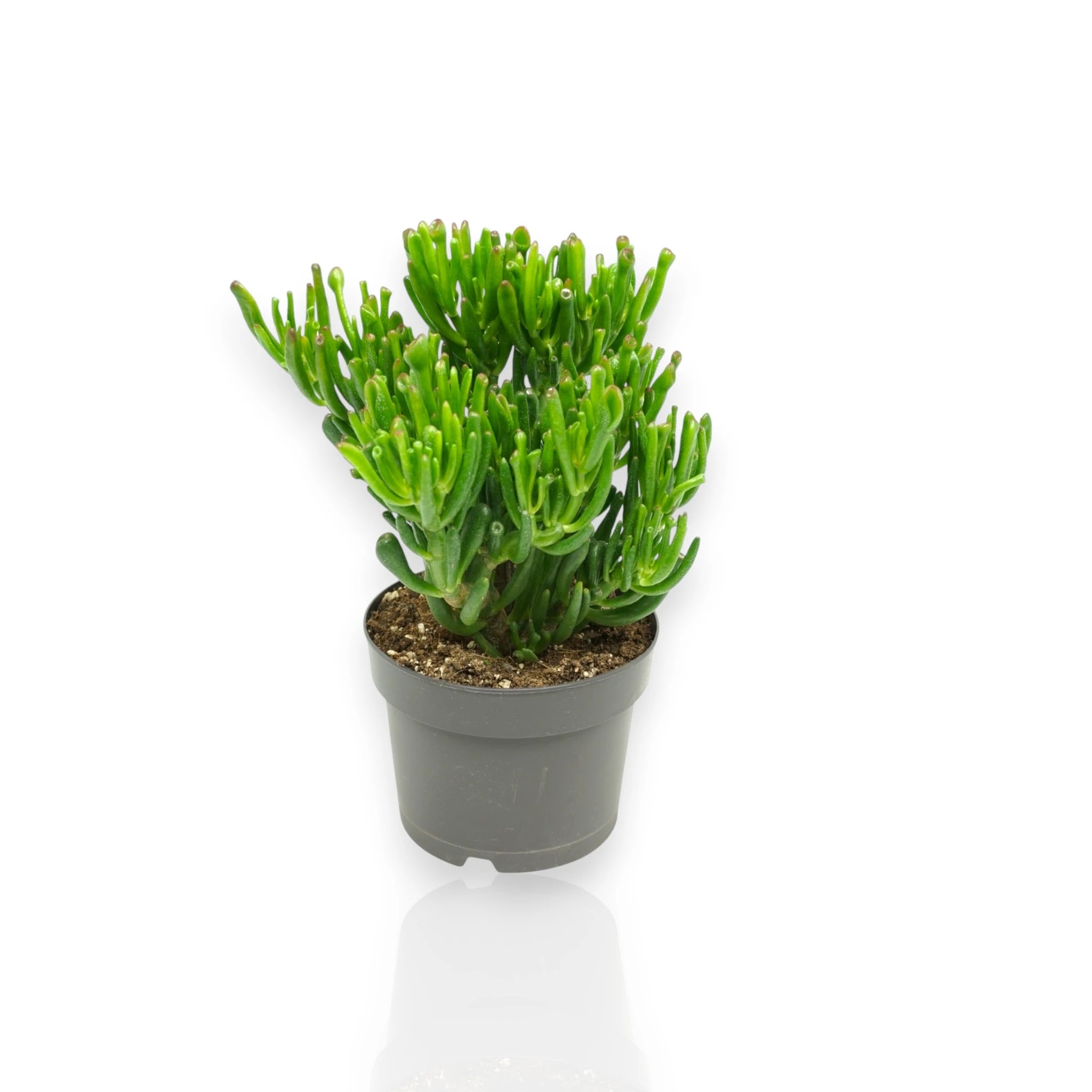 Crassula ovata Gollum con foglie tubolari verdi in vaso, pianta grassa da interno