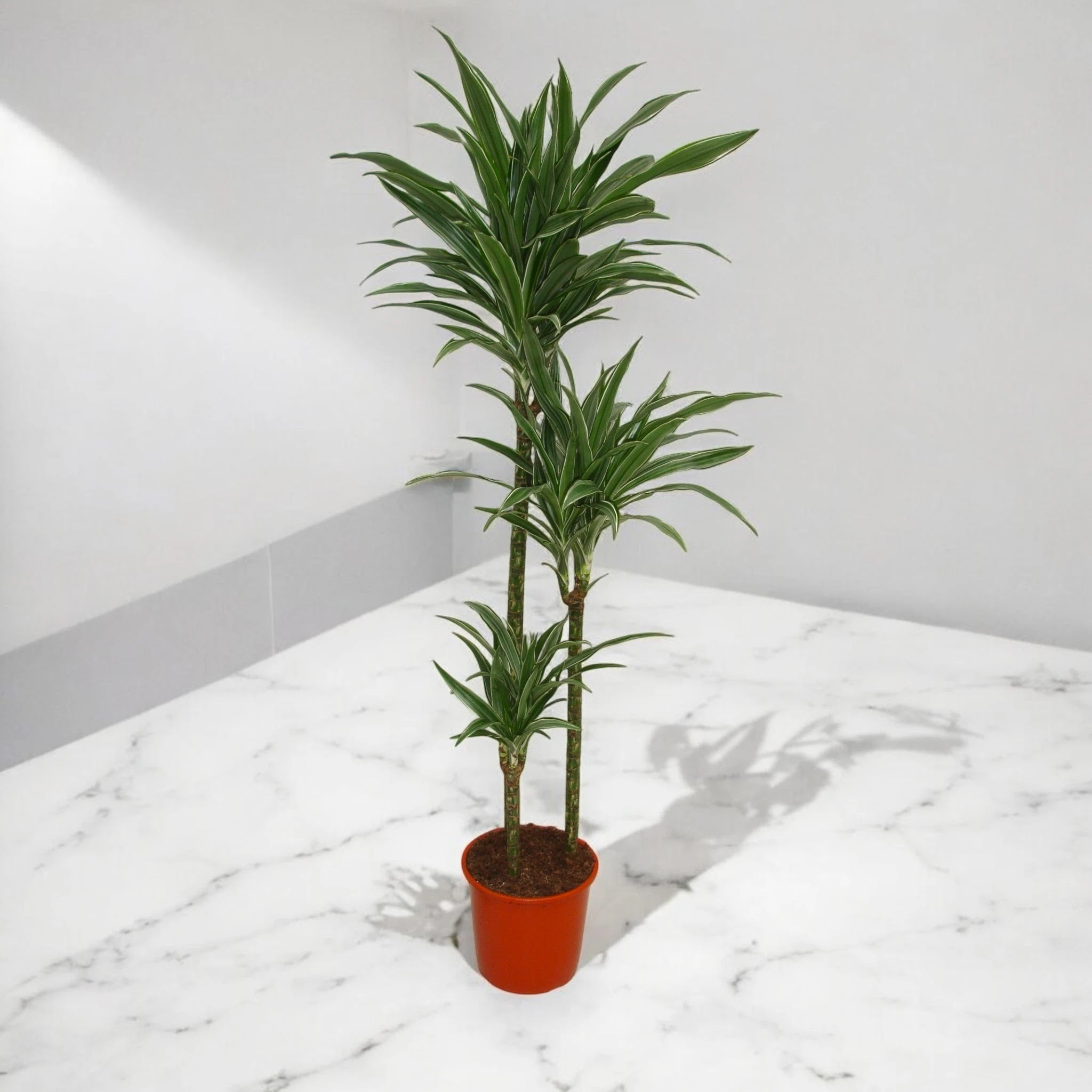 Dracaena fragrans 'Warneckei'