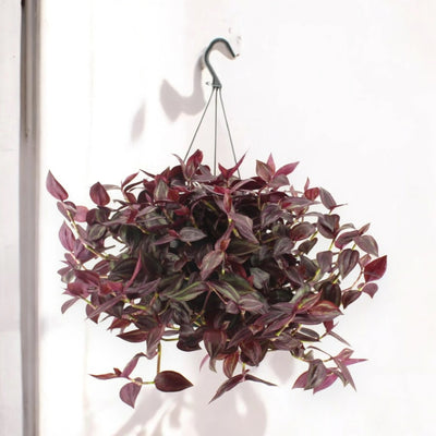 Dettaglio foglie ovali rosso-violacee con riflessi verdi della Tradescantia Jewel Red