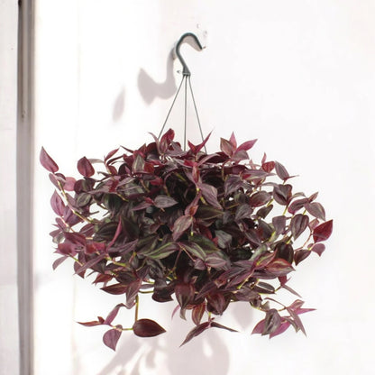 Dettaglio foglie ovali rosso-violacee con riflessi verdi della Tradescantia Jewel Red