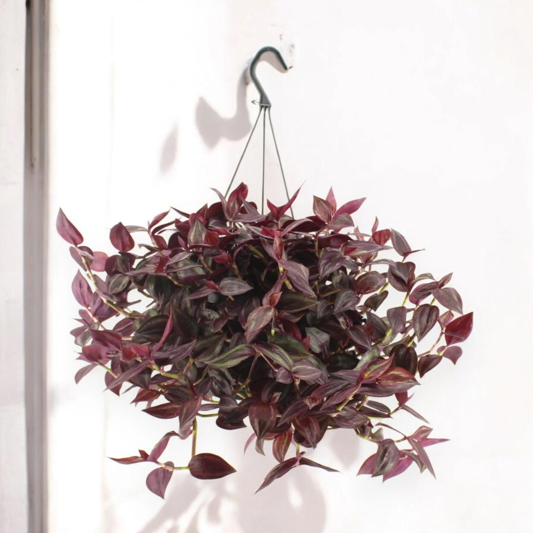Dettaglio foglie ovali rosso-violacee con riflessi verdi della Tradescantia Jewel Red