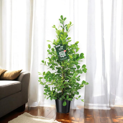 Ficus microcarpa 'Moclame'