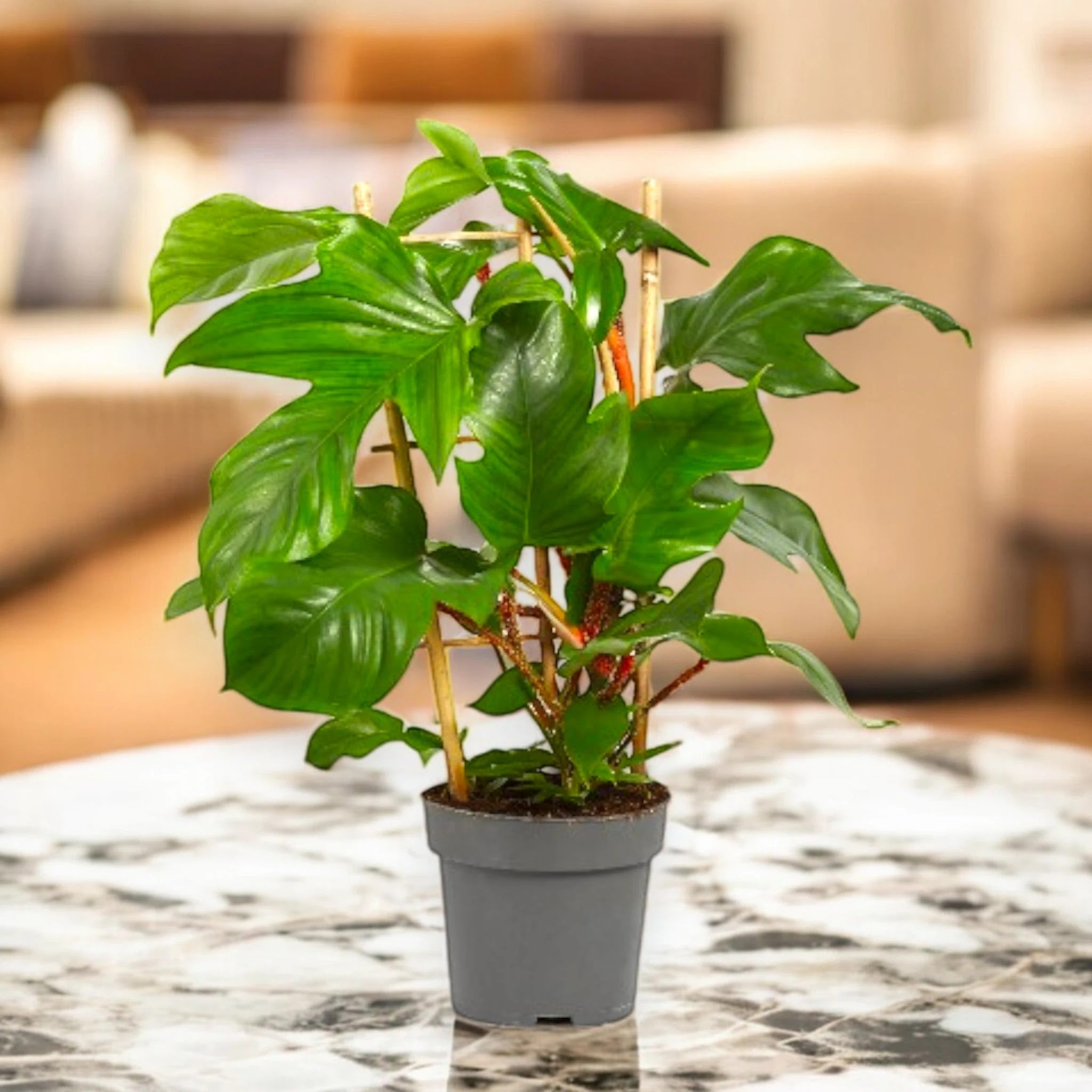 Philodendron squamiferum